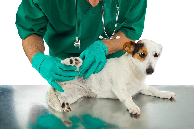 clínica veterinaria dermatología