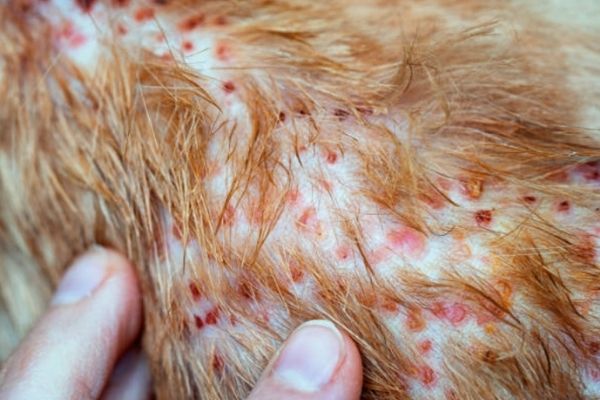 Diagnóstico de las Dermatosis: Costras en la Piel del Gato