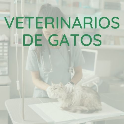 Veterinarios de gatos en Barcelona
