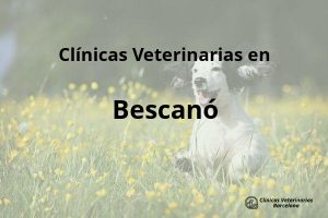 Clínicas Veterinarias en Bescanó