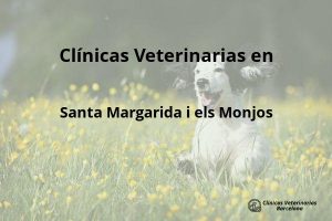 Clínicas Veterinarias en Santa Margarida i els Monjos