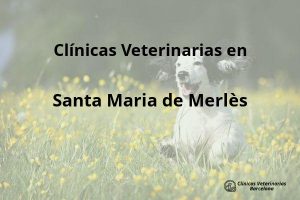 Clínicas Veterinarias en Santa Maria de Merlès