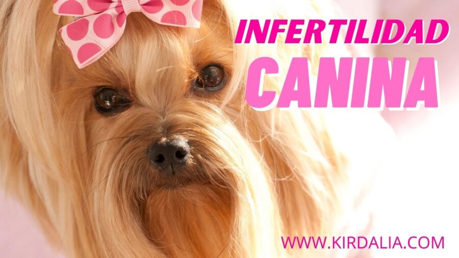 Cómo Identificar y Tratar la Infertilidad en Perros
